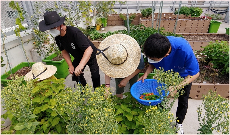 수확하고, 물 주고, 거름 주고...