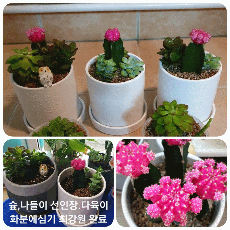 제10회 가족 나들이 "온가족 숲으로" 실시 (한국산림복지진흥원 지원~)